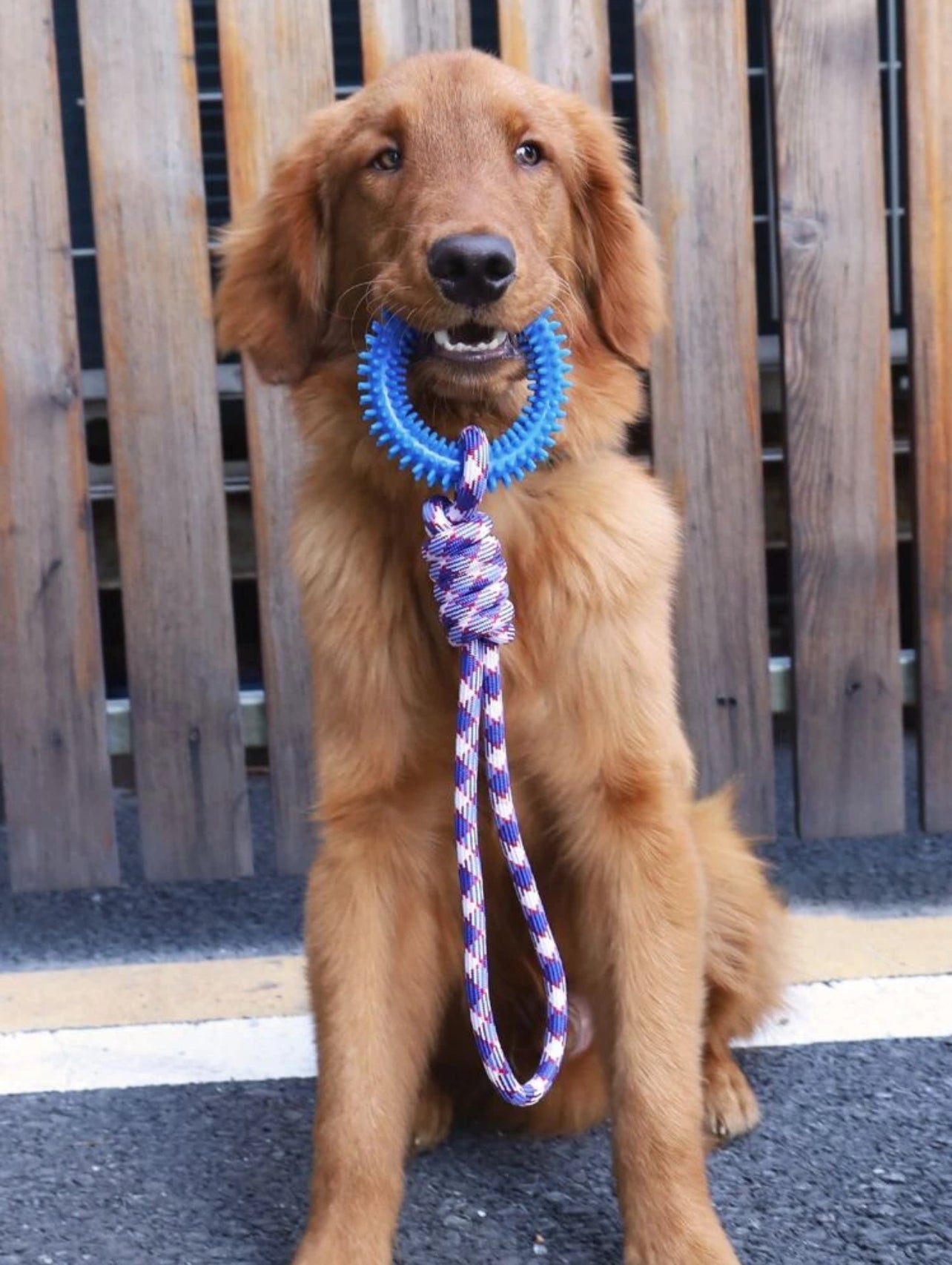 Interactive Rope Toy for Dogs - Durable, Fun, and Engaging Playtime