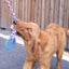 Interactive Rope Toy for Dogs - Durable, Fun, and Engaging Playtime