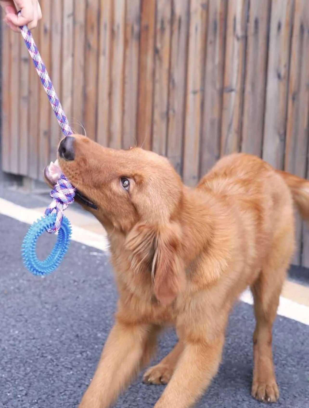 Interactive Rope Toy for Dogs - Durable, Fun, and Engaging Playtime