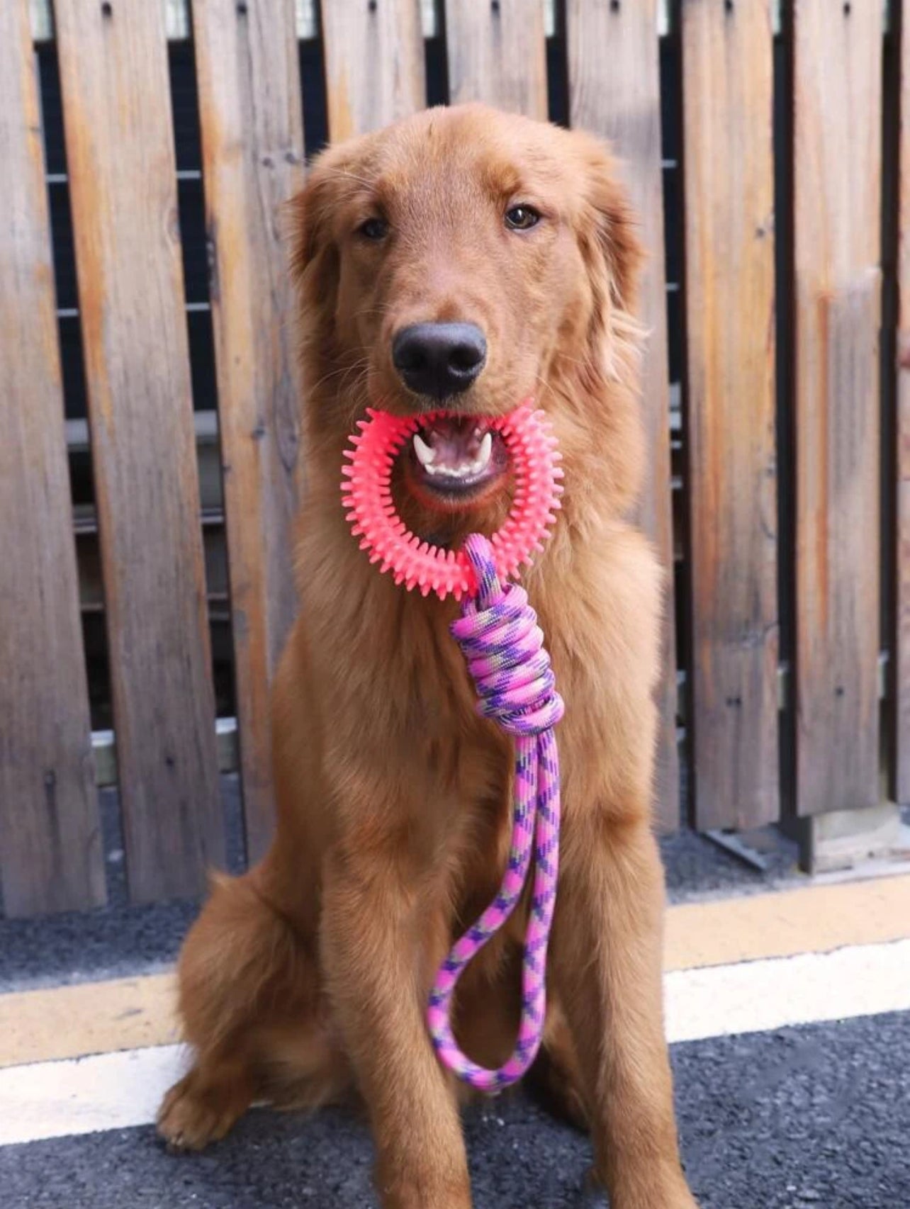 Interactive Rope Toy for Dogs - Durable, Fun, and Engaging Playtime