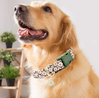 Flower Pattern Quick Release Collar for Indoor and Outdoor Use